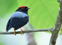 Manakin lancéolé