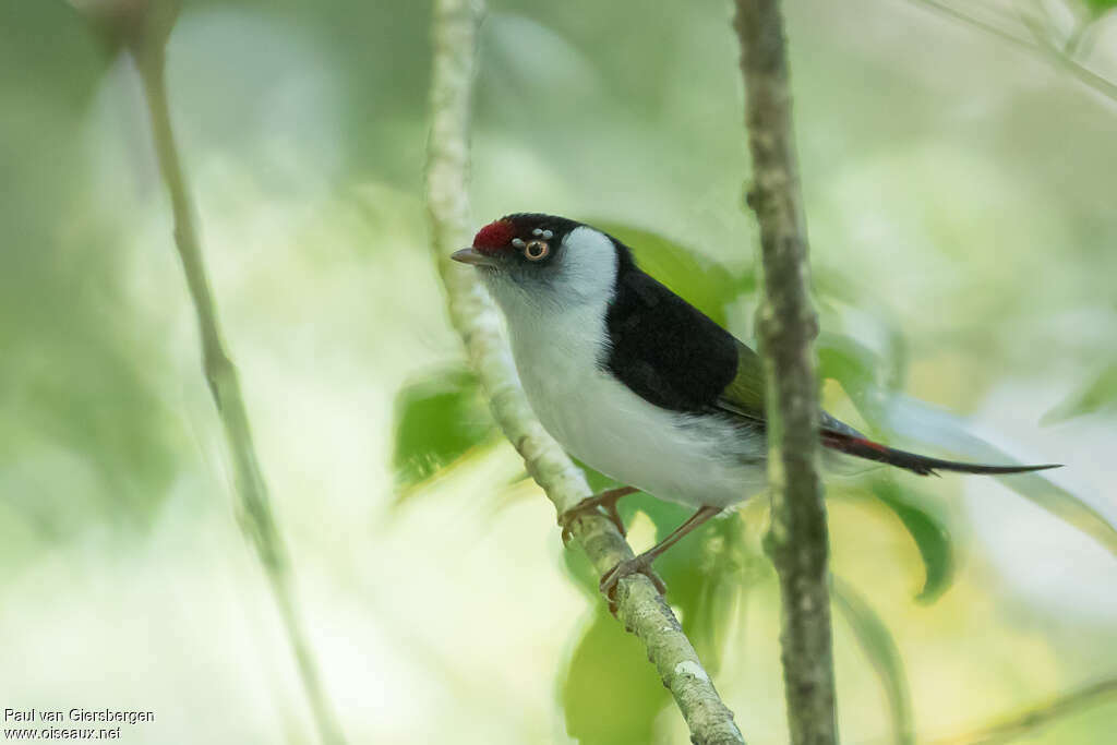 Manakin militaire mâle adulte, identification