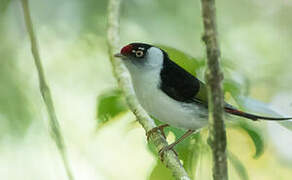 Pin-tailed Manakin