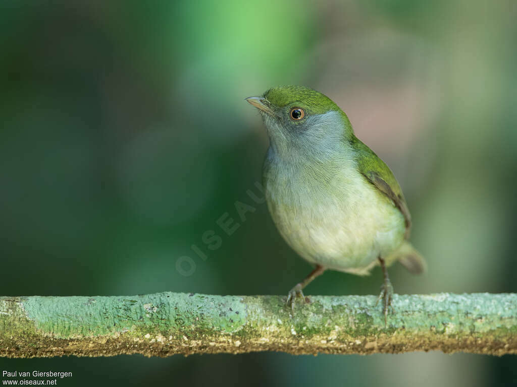 Manakin militaire femelle adulte, identification