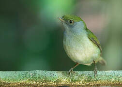 Pin-tailed Manakin