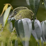 Dwarf Tyrant-Manakin