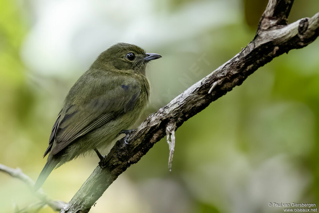 Manakin noir mâle immature