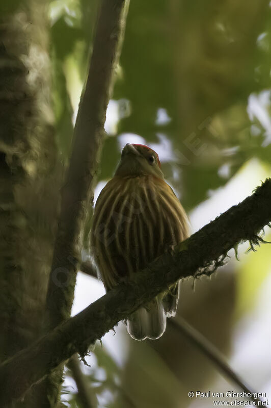 Manakin striéadulte