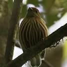 Manakin strié