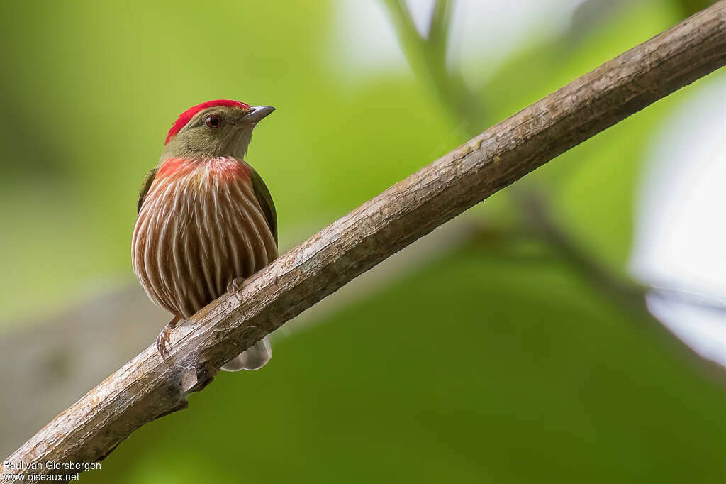 Striolated Manakinadult