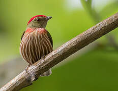 Striolated Manakin