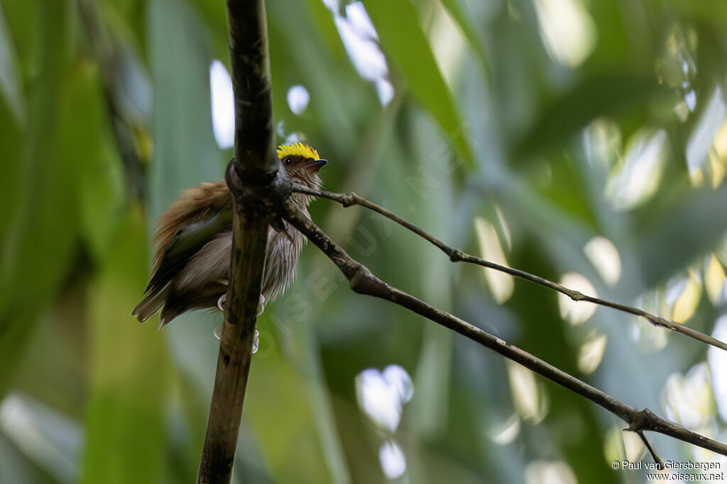 Manakin tête-de-feuadulte