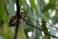 Manakin tête-de-feu