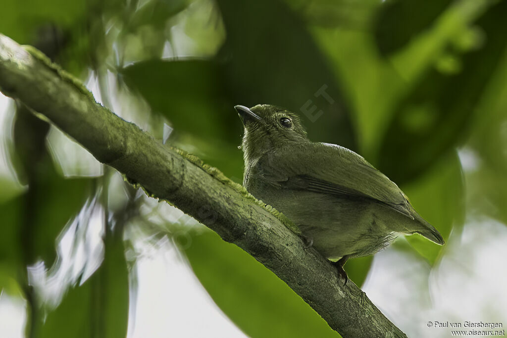 Manakin tijé femelle adulte