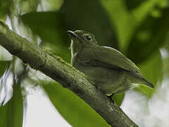 Blue-backed Manakin