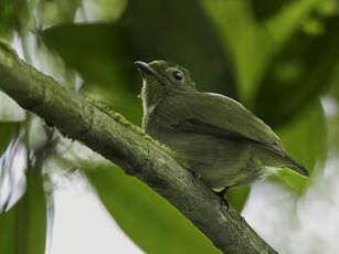 Manakin tijé