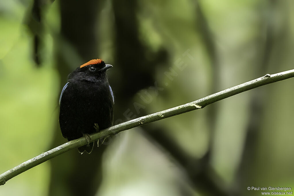 Manakin tijé mâle adulte