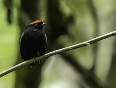 Blue-backed Manakin