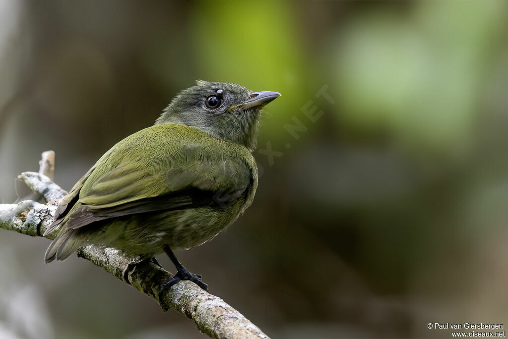 Manakin tijé femelle adulte
