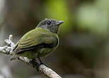 Manakin tijé