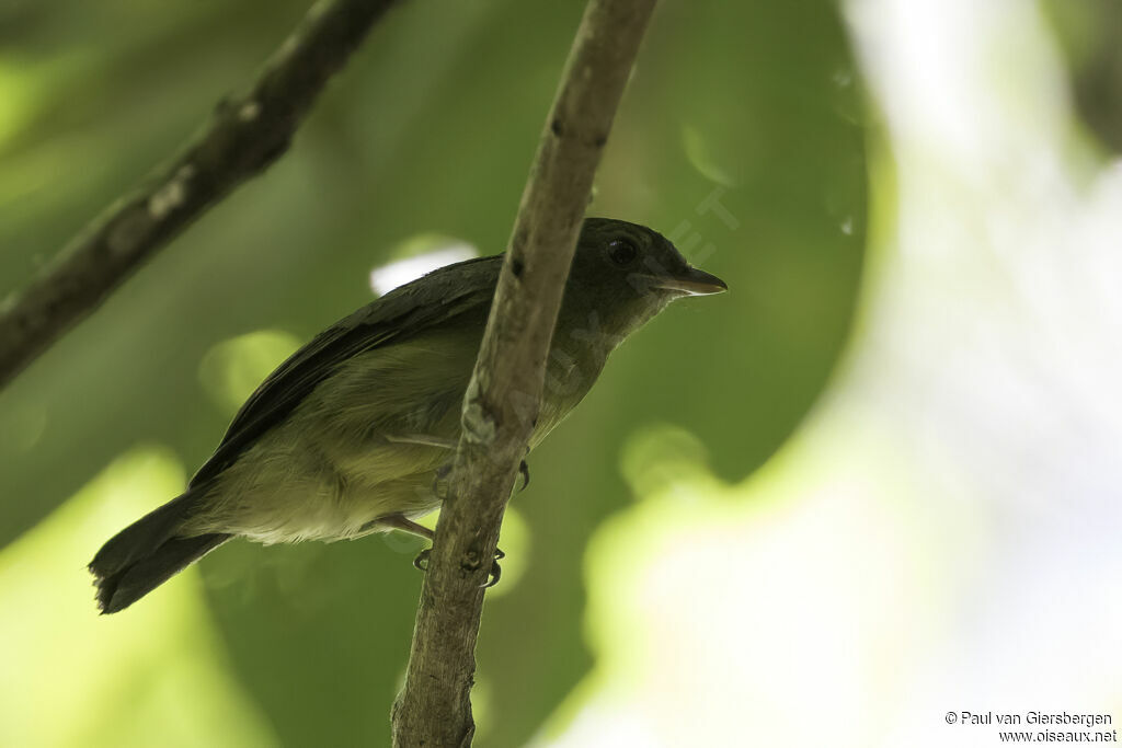 Green Manakinadult