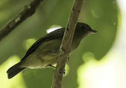 Green Manakin