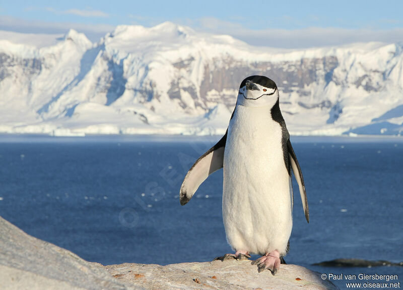 Chinstrap Penguinadult