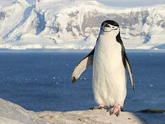 Chinstrap Penguin