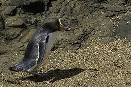 Yellow-eyed Penguin