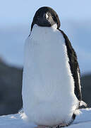 Adelie Penguin