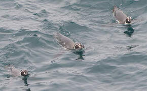 Humboldt Penguin