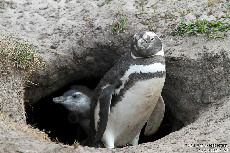 Magellanic Penguin