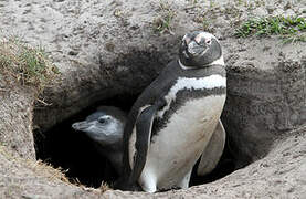 Magellanic Penguin