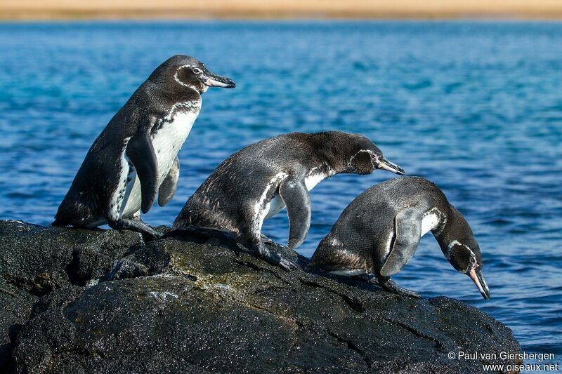 Galapagos Penguin