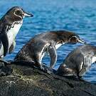 Manchot des Galapagos
