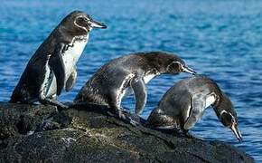 Manchot des Galapagos