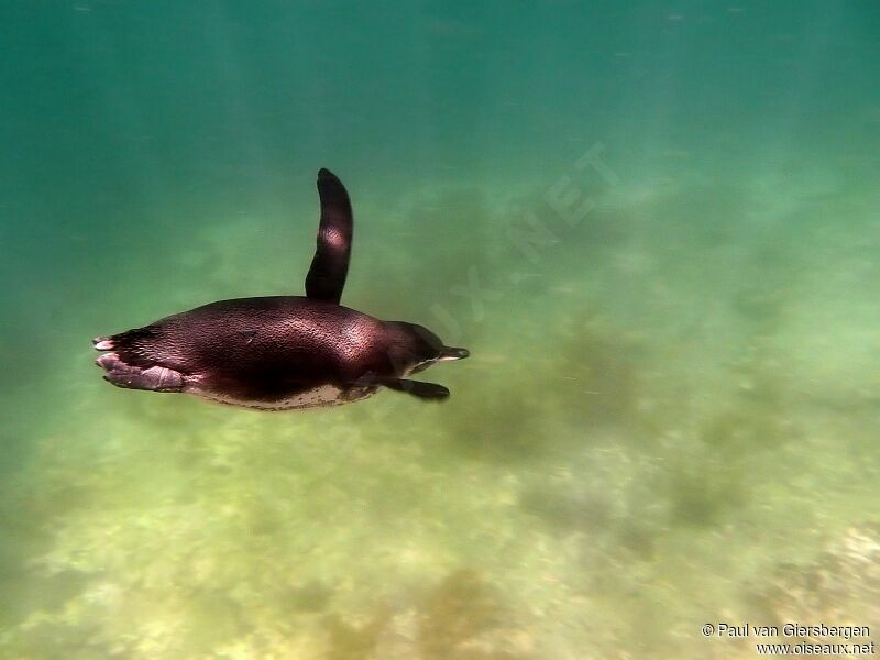 Manchot des Galapagos