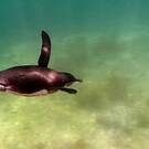 Manchot des Galapagos