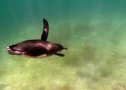 Manchot des Galapagos