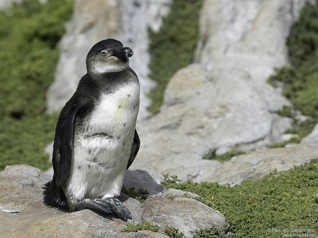 African Penguinimmature