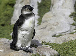 African Penguin