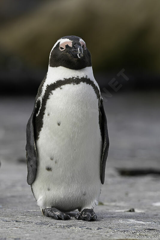 African Penguinadult