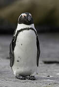 African Penguin