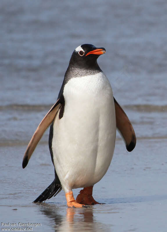 Gentoo Penguinadult, identification