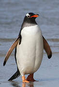 Gentoo Penguin