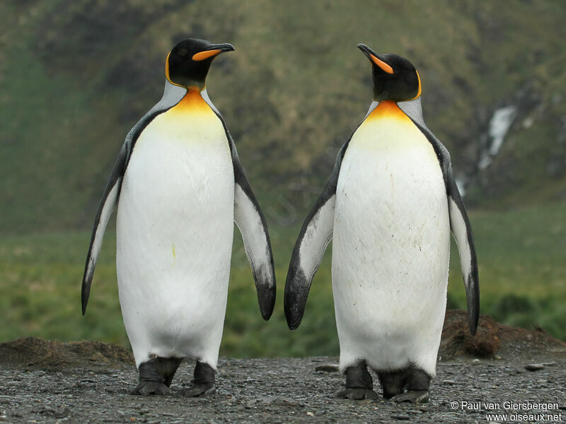 King Penguin