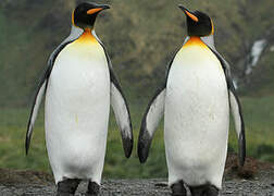 King Penguin