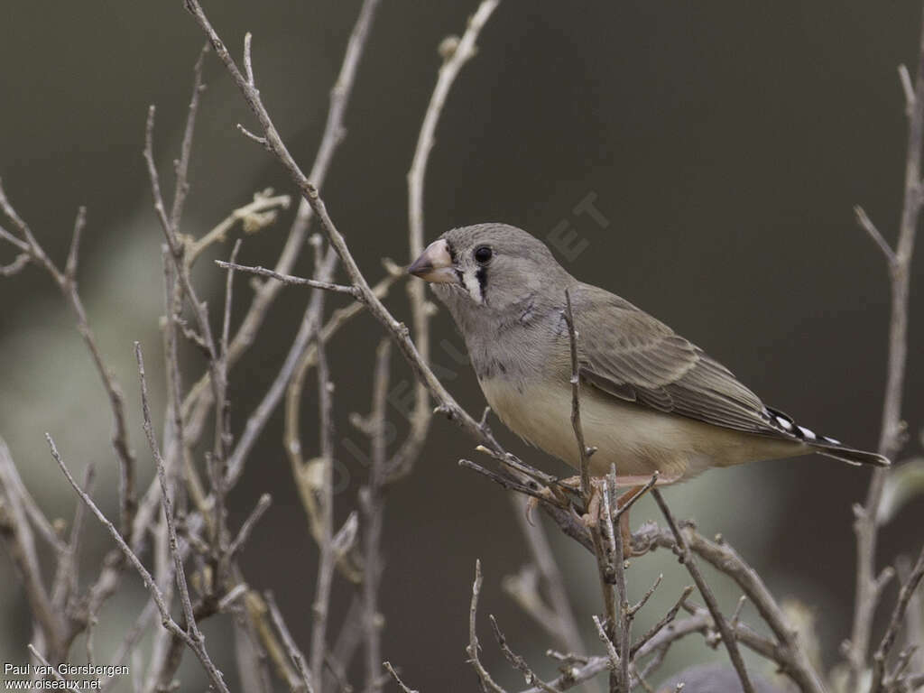 Australian Zebra Finch female adult