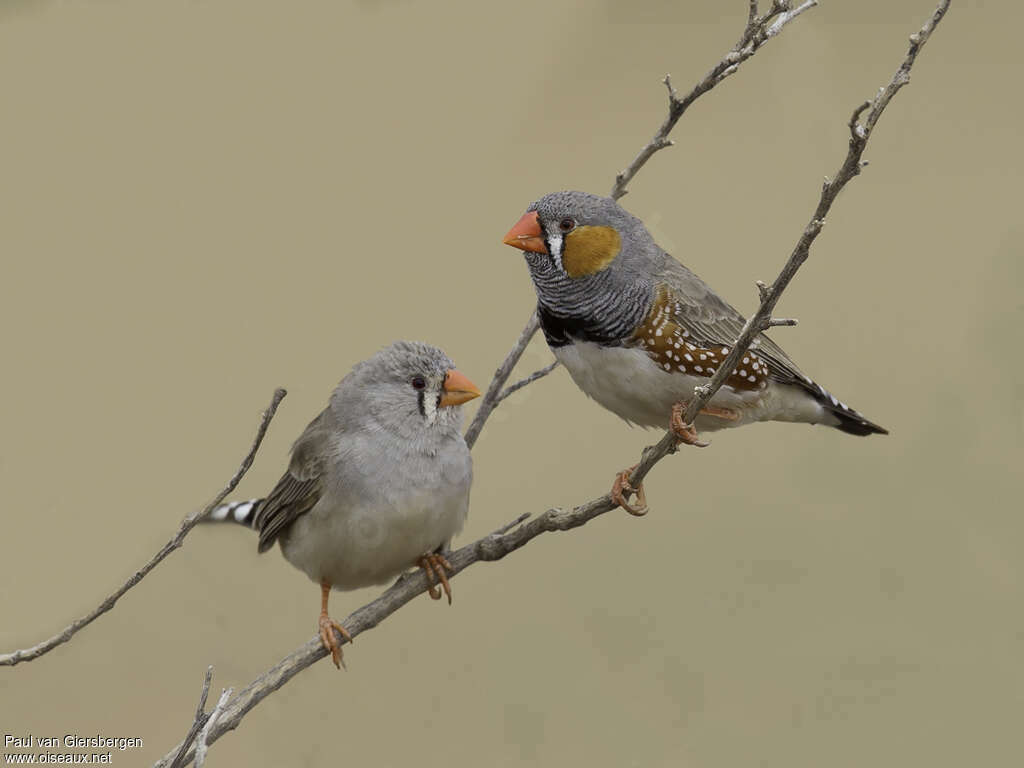 Mandarin d'Australieadulte nuptial