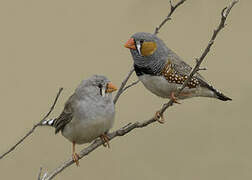 Australian Zebra Finch