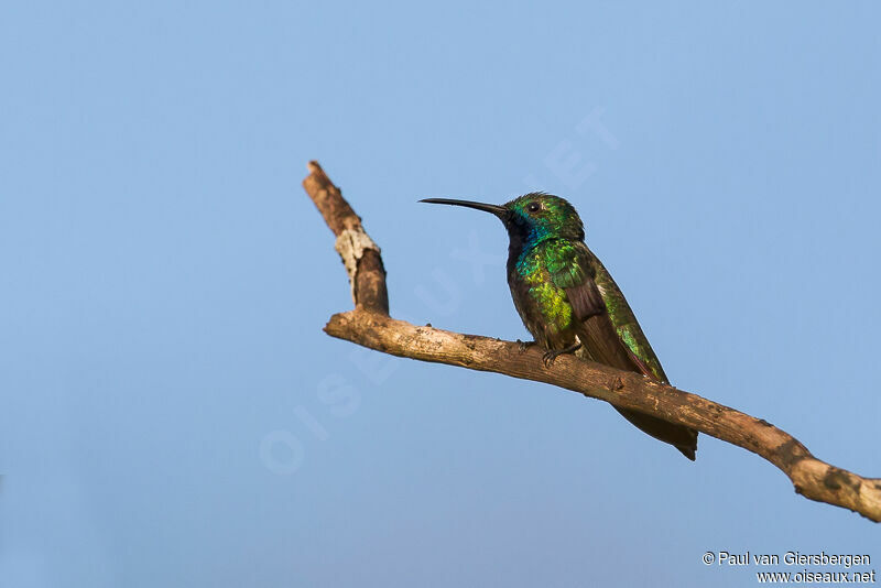 Black-throated Mango male adult