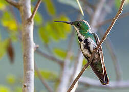 Black-throated Mango