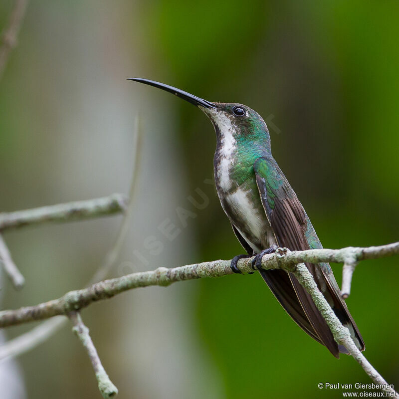 Black-throated Mango