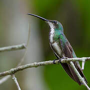 Black-throated Mango